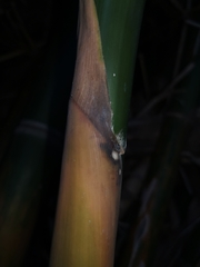 Bambusa dolichoclada