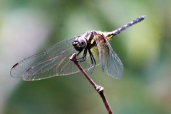 Trithemis festiva