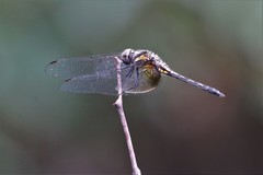 Trithemis festiva