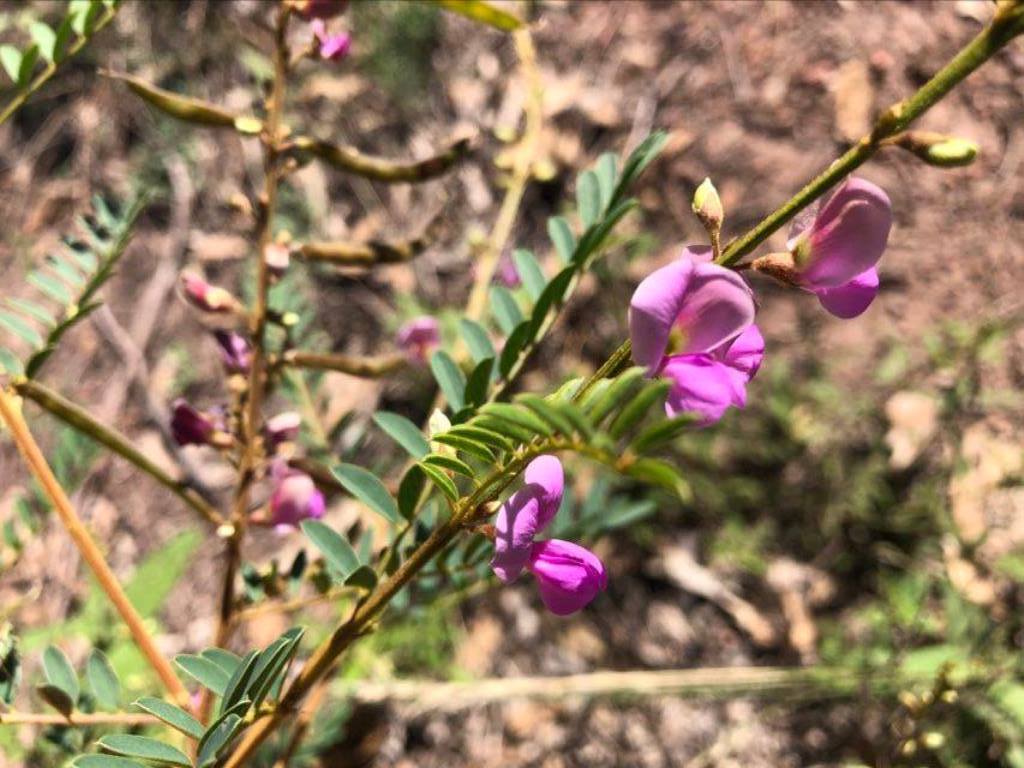 Tephrosia rufula
