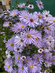 Symphyotrichum
