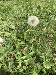 Taraxacum officinale