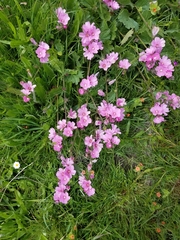 Sidalcea malviflora malviflora