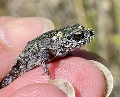 Pseudophryne guentheri