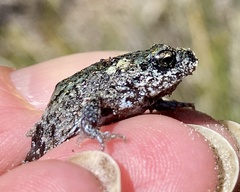 Pseudophryne guentheri