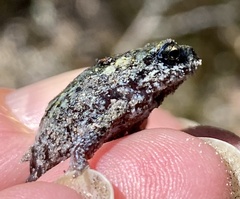 Pseudophryne guentheri