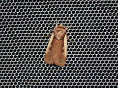 Ochropleura leucogaster
