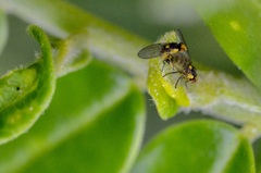 Liriomyza clianthi