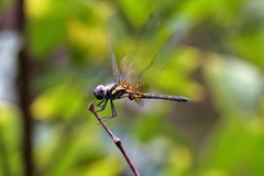 Trithemis festiva