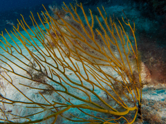 Leptogorgia viminalis