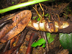 Philodendron cataniapoense