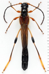 Necydalis major