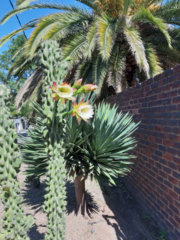 Cereus hildmannianus