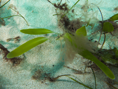 Caulerpa prolifera