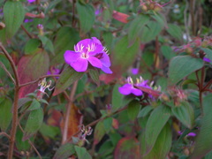 Chaetogastra longisepala