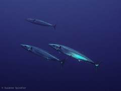 Acanthocybium solandri