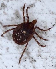 Amblyomma triguttatum