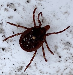 Amblyomma triguttatum