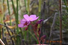 Drosera hilaris