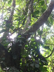 Philodendron cataniapoense