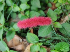 Acalypha hispida