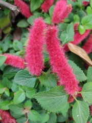 Acalypha hispida