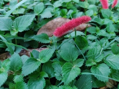 Acalypha hispida