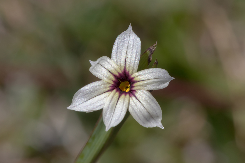 Blue Pigroot from Frankston East, Victoria, Australia on October 31