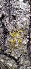 Lecanoromycetes