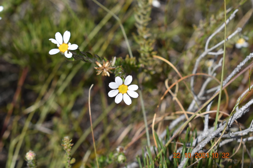 Thaminophyllum