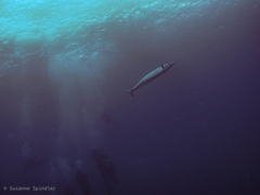 Acanthocybium solandri