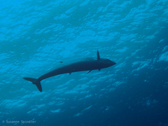 Acanthocybium solandri