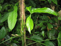 Philodendron cataniapoense