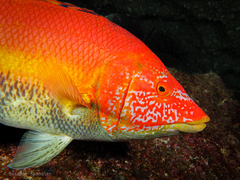 Bodianus scrofa