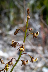 Eulophia bolusii