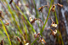 Eulophia bolusii