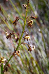 Eulophia bolusii