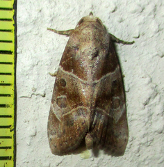 Westermannia roseitincta