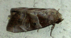 Westermannia roseitincta