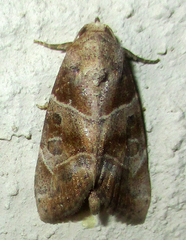 Westermannia roseitincta