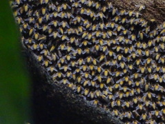 Apis dorsata