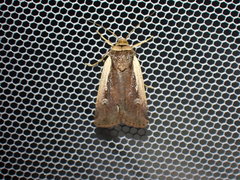 Ochropleura leucogaster