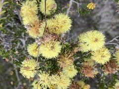 Melaleuca thymoides