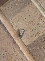 Agrotis ipsilon