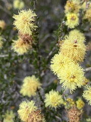 Melaleuca thymoides