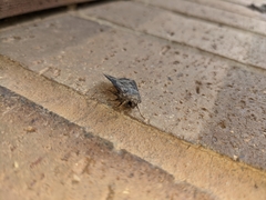 Agrotis ipsilon