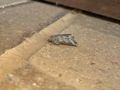 Agrotis ipsilon