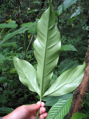 Philodendron cataniapoense