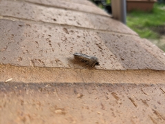 Agrotis ipsilon