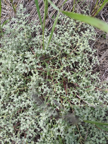 Gray rupturewort (Herniaria incana)